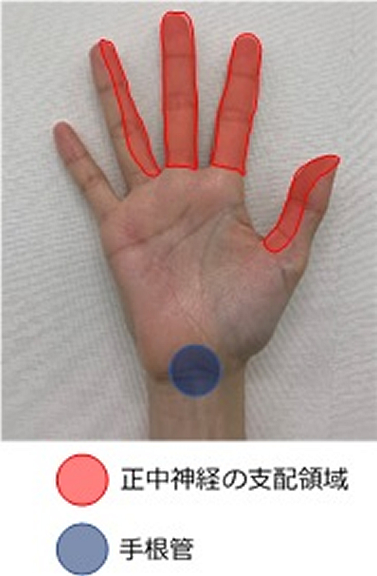 更年期世代の「手指の不調」痛み、しびれ、こわばりの原因と対策Web eclat50代女性のためのファッション、ビューティ、ライフスタイル最新情報