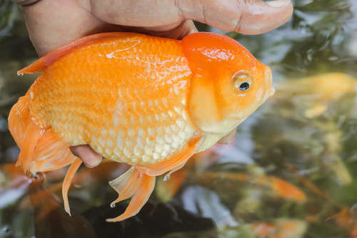 金魚やベタがなる病気の種類一覧と治療方法と薬効早見表アクアリウムを楽しもう