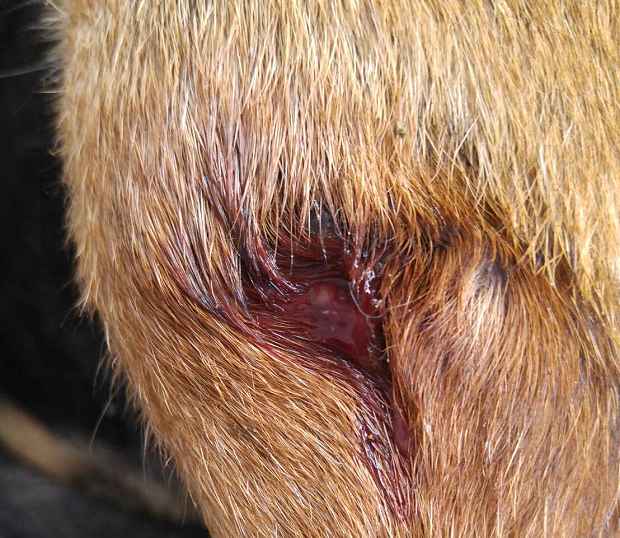 愛犬が怪我をした！傷口に消毒薬＆絆創膏やガーゼで保護はNG処置ナノワン