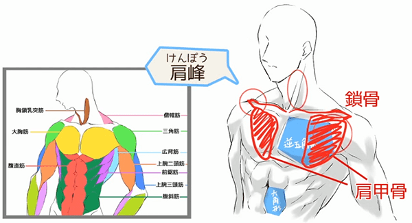 筋肉の人体解剖図 画像、イラストラケットボールのブログ