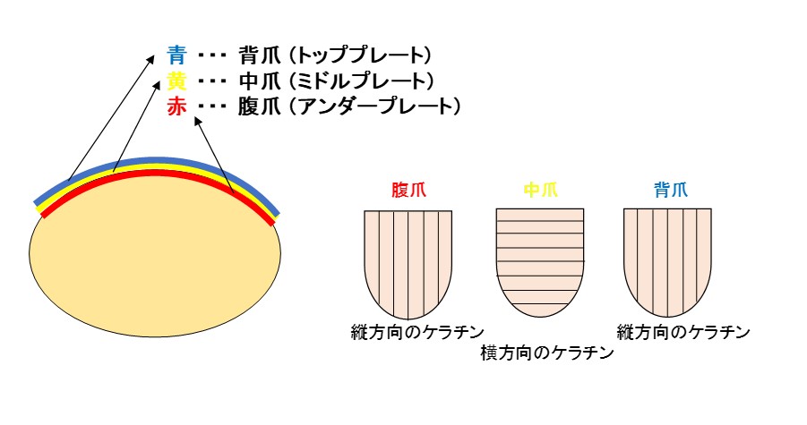 爪の構造としくみスキンケア大学