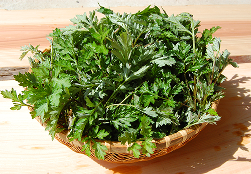 国産ヨモギのニーズは高い！ 脱サラ・移住で新規就農、営農型発電でヨモギを地域の特産物にマイナビ農業