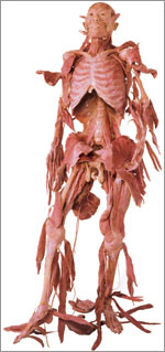 画像732＞井上咲楽が“ゲノム解析コーデ”で人骨の魅力を語る 国立科学博物館にて特別展「古代DNA ー日本人のきた道ー」が開催ウォーカープラス