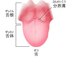 摂食嚥下について ①