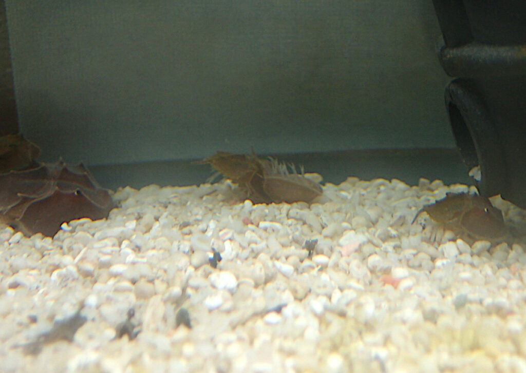 世界まる見え！テレビ特捜部