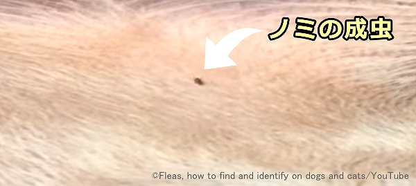 猫のノミ取り方法は？安心できる駆除方法と家の中の予防策を解説コーナンTips