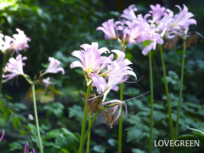 彼岸花 曼珠沙華 の育て方球根の植え方や増やし方、植え替え時期は？HORTI by GreenSnap
