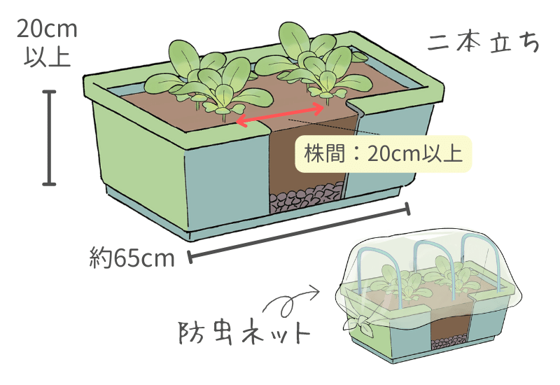 ツケナ台湾小白菜露地栽培・種まき後25日で収穫 中華料理や、おひたしなどの和食にも最適 暑さに強い鮮緑色でやわらかな葉菜トキタ種苗の野菜品種カタログ・栽培ガイド