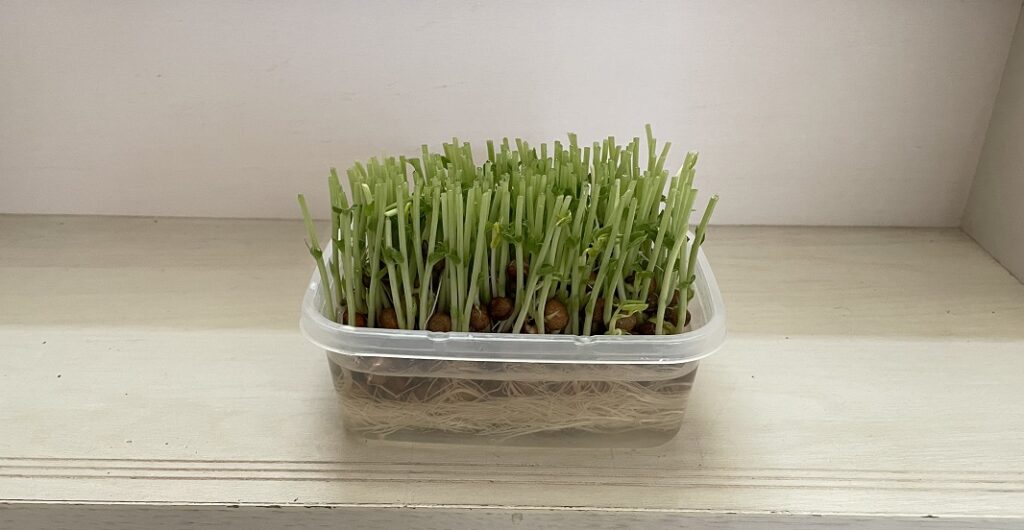 理科実験_ 豆苗, 「豆苗」を種から育てて、成長を観察しました🌱, 育て方は、容器に脱脂綿をしいて、種をまき、水をたっぷり注ぎます 🌱,後は、毎日、水を交換しながら、成長を観察します 🔍, 発芽までは暗所に置いて、３日目から自然光で栽培しました 🌱,どんどん育って、１０日程度で食べれるくらい成長します 🔍,