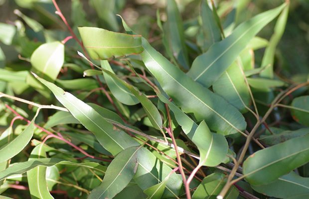 OrBS オーブスユーカリプタススプレー 使用レビュー＆クーポンも！特徴・効果・感想・口コミ・評判・メリット・デメリット - sappiのブログ