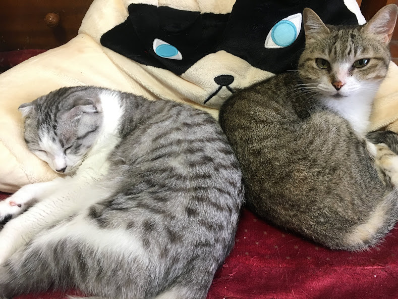 信頼関係が結ばれた猫同士がする「アログルーミング」 豆知識を獣医師が解説！ねこのきもちWEB MAGAZINE