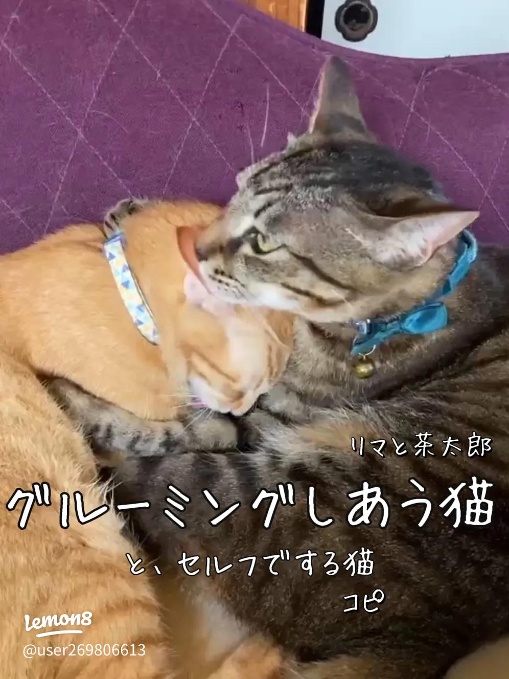 もこちゃんの猫のいる暮らしとグルーミング