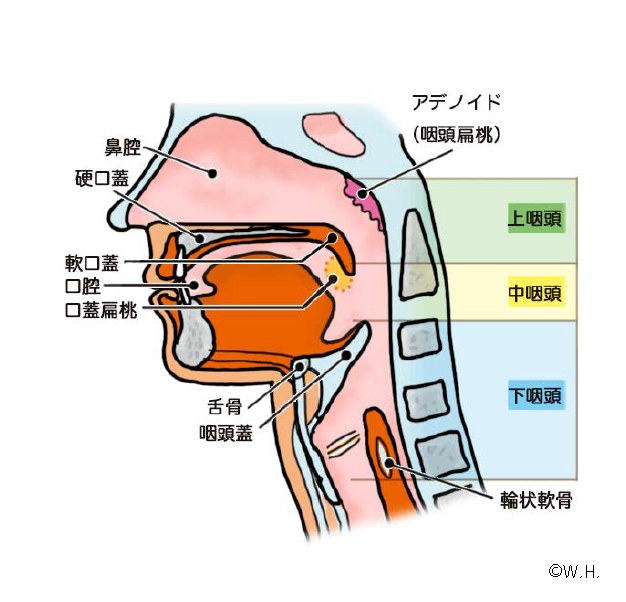 頭蓋骨を構成する骨と縫合高津整体院