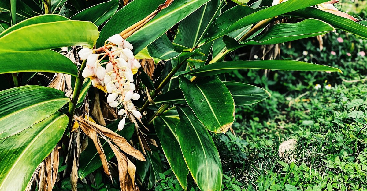 月桃 げっとう とは月桃商品通販