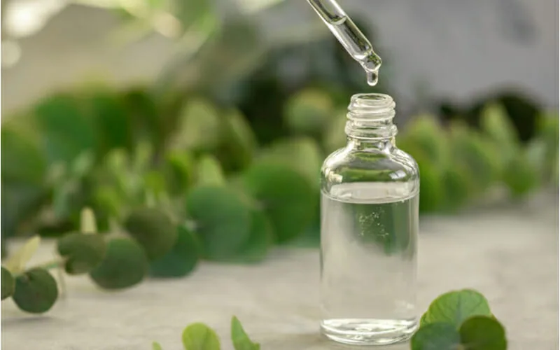 歯ぐきの炎症や出血などに効果、歯周病対策素材ユーカリ抽出物とは？ – 噛むこと研究室