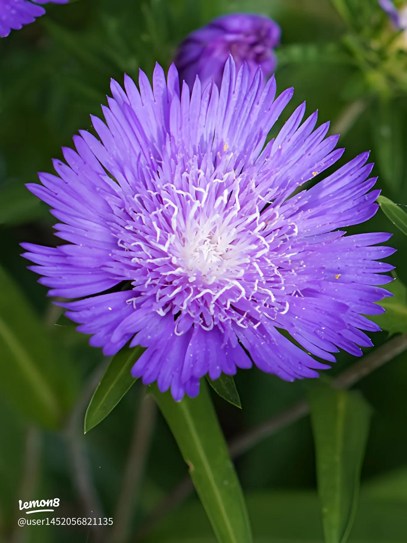 2019 Season44 スケトシアの株分け山中湖ナチュラルガーデン