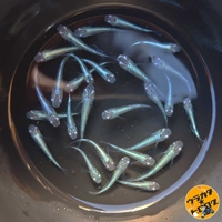 水槽に水カビ・白カビが発生した場合の対処と予防AQUAjp