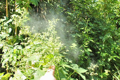 ナツユキカズラ、カナムグラ - 日中共生？ - アブリル - どこにでもあり、どこにもない