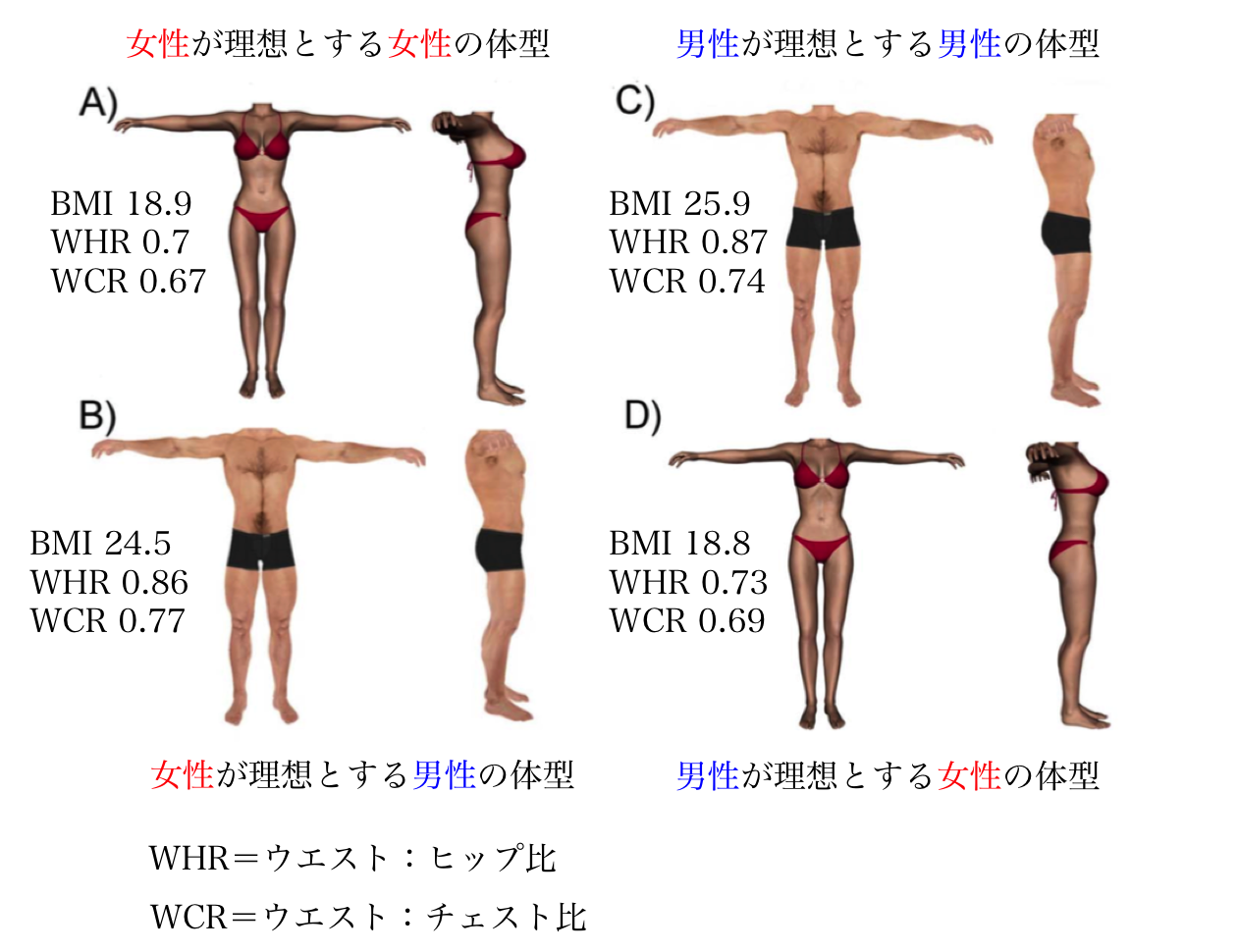 ぶっちゃけ男が好きな体型って？５４%の男性が太りすぎず細すぎないな体型を好む合同会社Laniプレスリリース配信代行サービス『ドリームニュース』