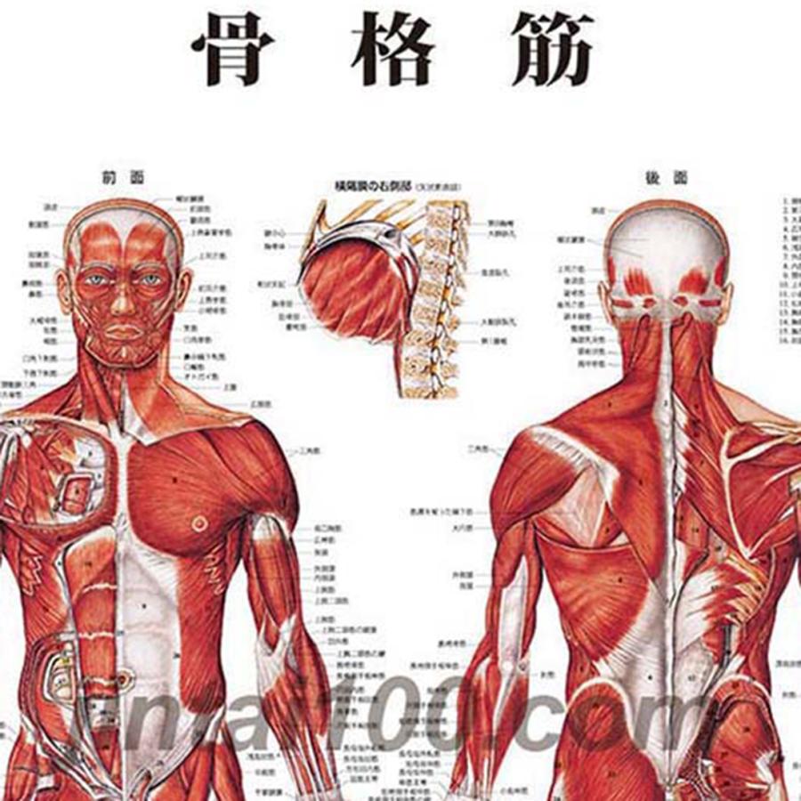 体の部位の名前 介護で役立つ「骨」の専門用語を人体図で紹介介護健康福祉のお役立ち通信