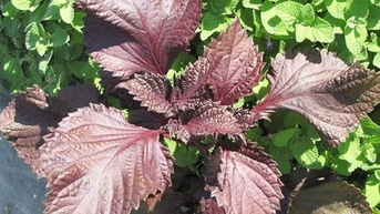 赤紫蘇の葉の効果は