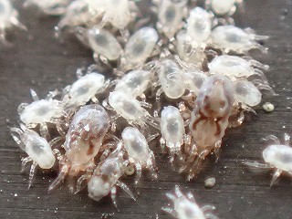 ダニ ＊ Tickオーストラリアン ワイルドライフ Australian Wildlife