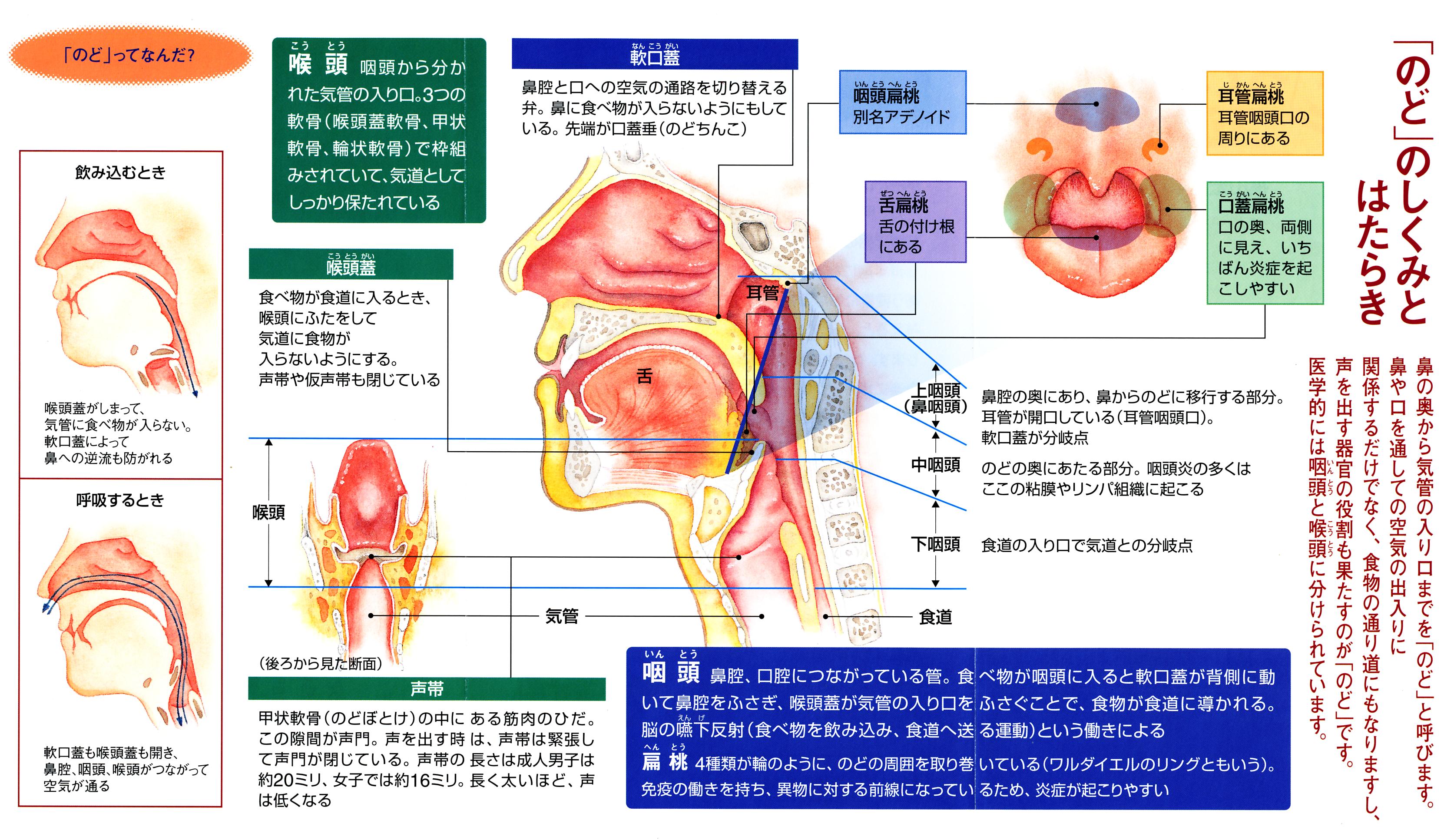 頭蓋骨を構成する骨と縫合高津整体院