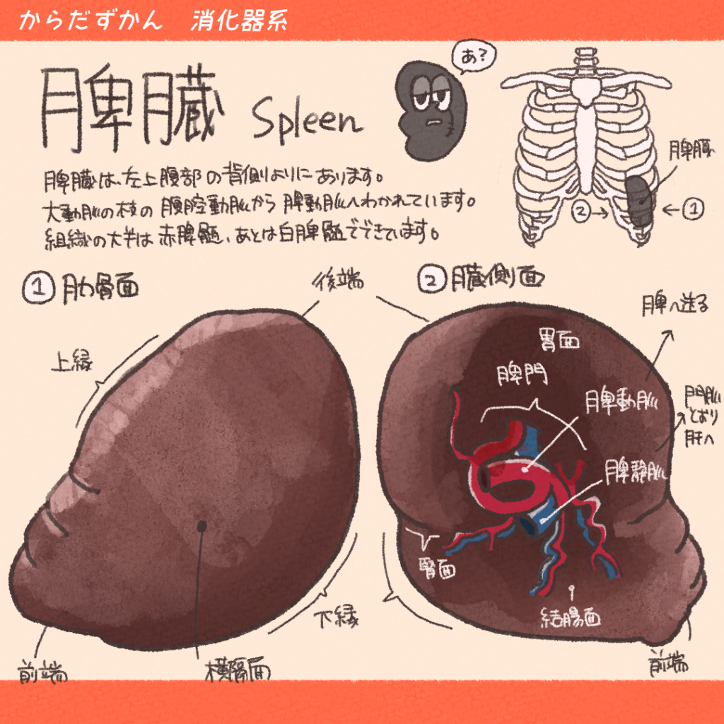 脾彎曲部授動のコツ：内側アプローチ臨床外科 79巻6号医書.jp