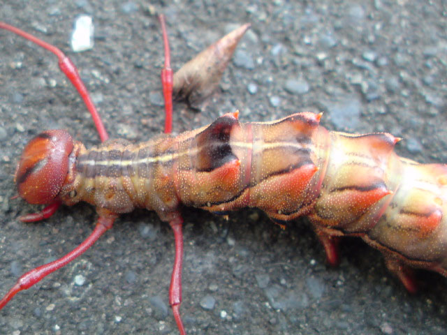 閲覧注意 昆虫食愛好家も怯む「気持ち悪い虫」ランキング昆虫食ならバグーム