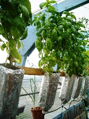 スイートバジルの水耕栽培に初心者がチャレンジ！種まき～発芽～本葉が生えるまで三度の飯より山ご飯が好き