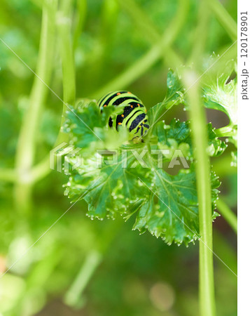 雑525：パセリの虫: 埼玉の酔仙ブログ
