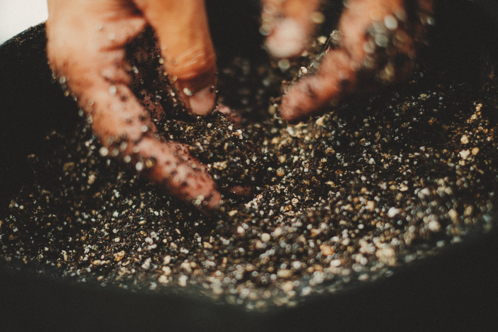 金柑 キンカン 栽培の完全ガイド：初心者でも失敗しない育て方