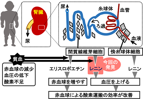 胎児における最初の赤血球産生に「低酸素状態」が必須と判明－東北大ほか - Medical meets TechnologySysmex