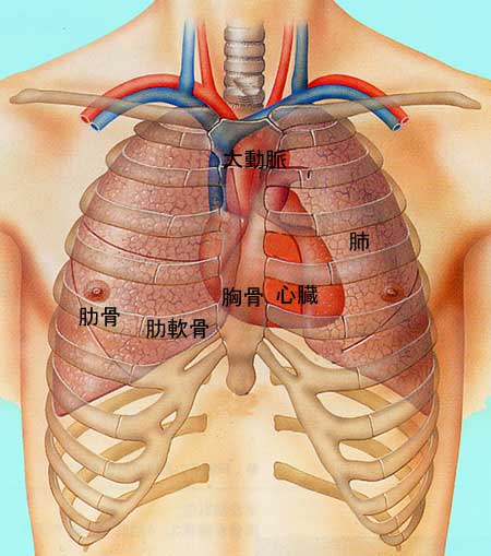 公式 胸壁外科 漏斗胸 湘南鎌倉総合病院