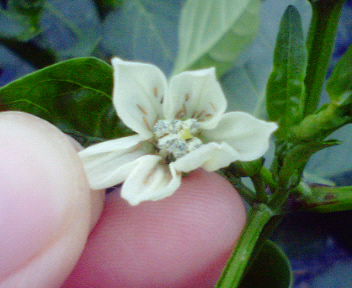 ピーマンの茎にいる害虫のカメムシの写真素材223637808- イメージマート