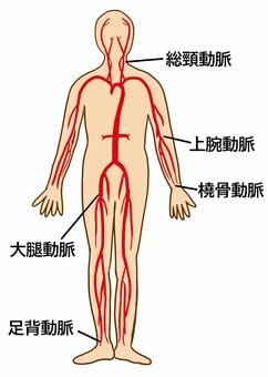 180点を超える血管 全身のストックフォト、写真、そしてロイヤリティフリーの画像 - iStock毛細血管, 血管 イラスト, 血管 足