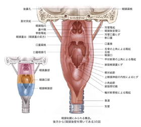 Terminologia Anatomica TA に基づく解剖学