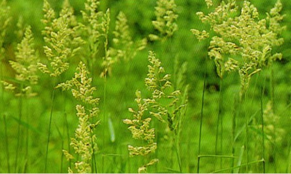 秋らしくなってきましたがこの季節にも花粉が飛んでいます河内クリニック