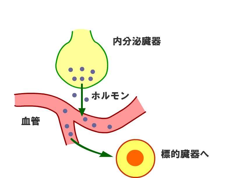 グラーフ卵胞 là gì? Cách đọc, phiên âm & nghĩa của từ グラーフ卵胞