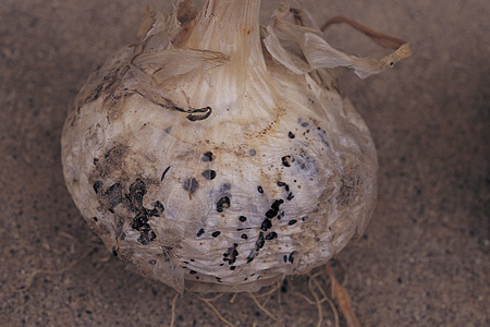 玉ねぎの病害虫対策！ 農薬は生育時期にあわせた使用が鉄則