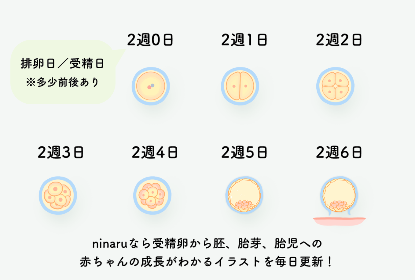 メダカの受精卵を観察して発生過程を詳しく調べよう │科学実験データ│科学実験データベース│公益財団法人日本科学協会