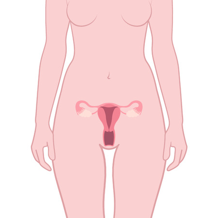 子宮の中で赤ちゃんの別の位置 子宮内の胎児の位置 ストックベクター ©Sakurra 211030878