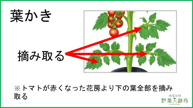 トマトの育て方とは？ トマト栽培の手順から成功させるポイントまで一挙解説となりのカインズさん