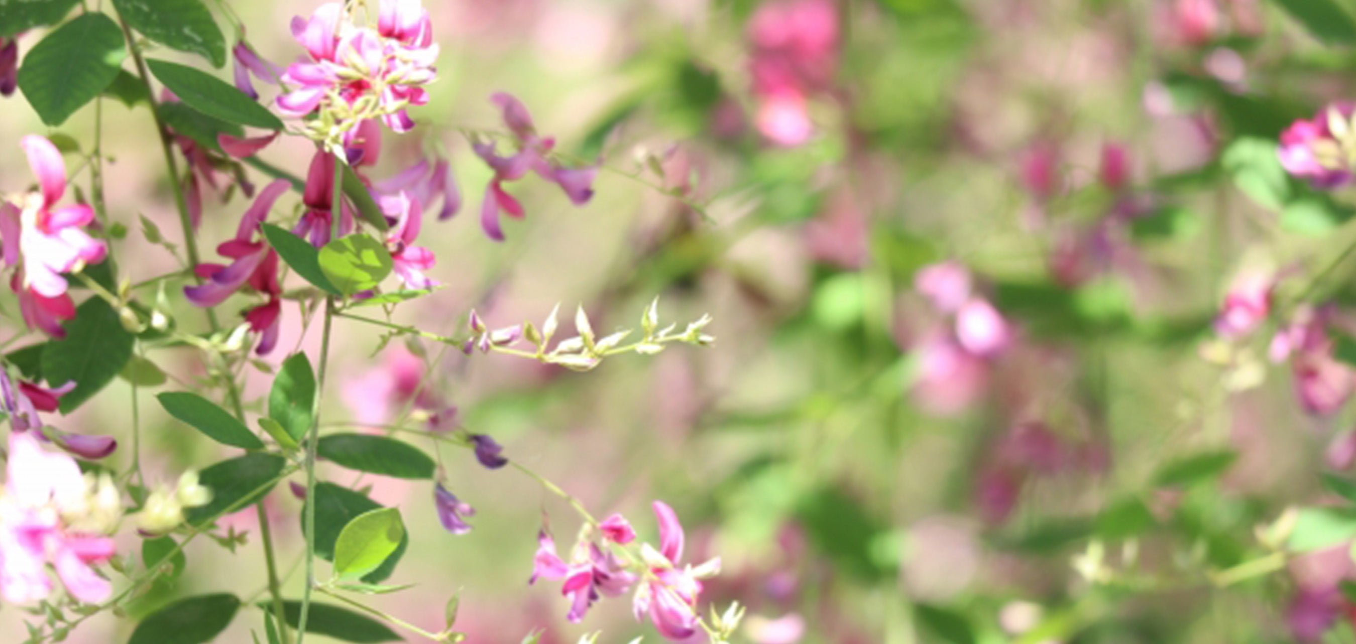 9月24日の誕生花 ハギ 萩 の花言葉「前向きな恋」、しだれる枝に「内気」な「思い」をのせて咲く花の「柔軟な精神」弥生おばさんのガーデニングノート「花と緑の365日」 - 楽天ブログ