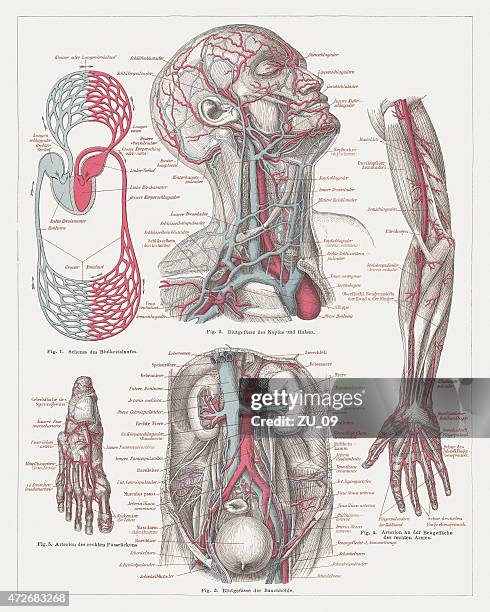 ウィリス動脈輪イラスト無料イラスト・フリー素材なら「イラストAC」