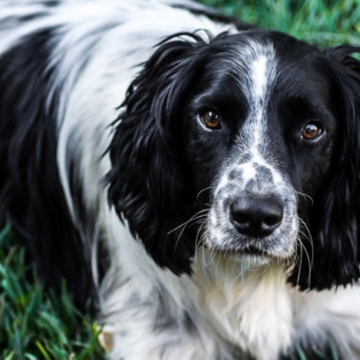 イングリッシュ・スプリンガー・スパニエルわんトピア