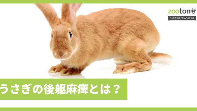 ウサギの剥離性皮膚炎横浜エキゾチック動物病院横浜市戸塚区