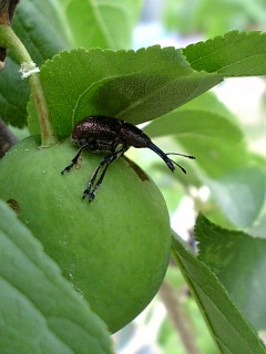 変な虫がいた😱すももミラベル園芸日記byメドラみんなの趣味の園芸1212473