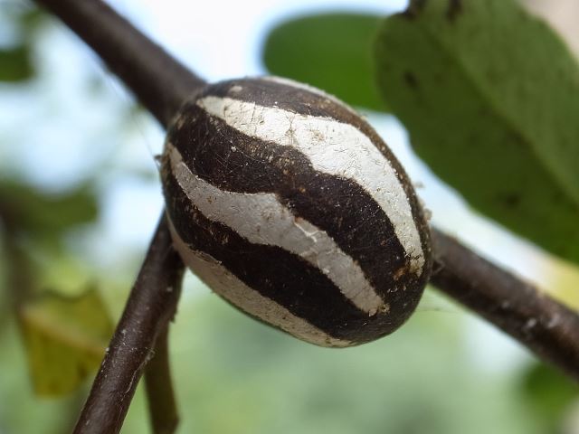 この時期、イラガにご注意！！ - 株式会社 河畠造園