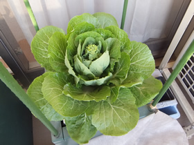水耕栽培空間ＦｉＯ３_ミニ白菜の種からの水耕栽培